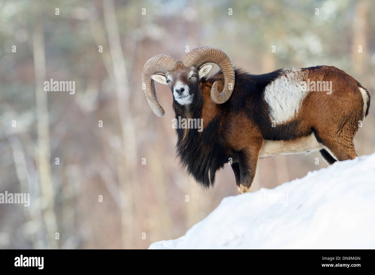 A bighorn sheep ram stands on a mountain in winter in the snow Stock ...