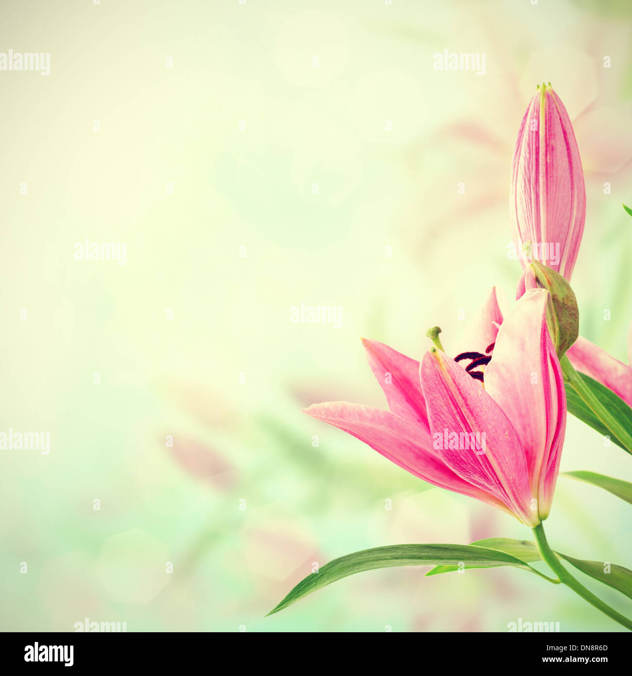 Pink lilies background Stock Photo Alamy