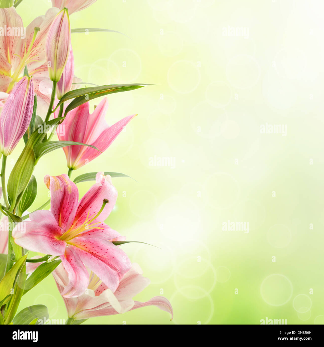 Pink lilies background Stock Photo Alamy