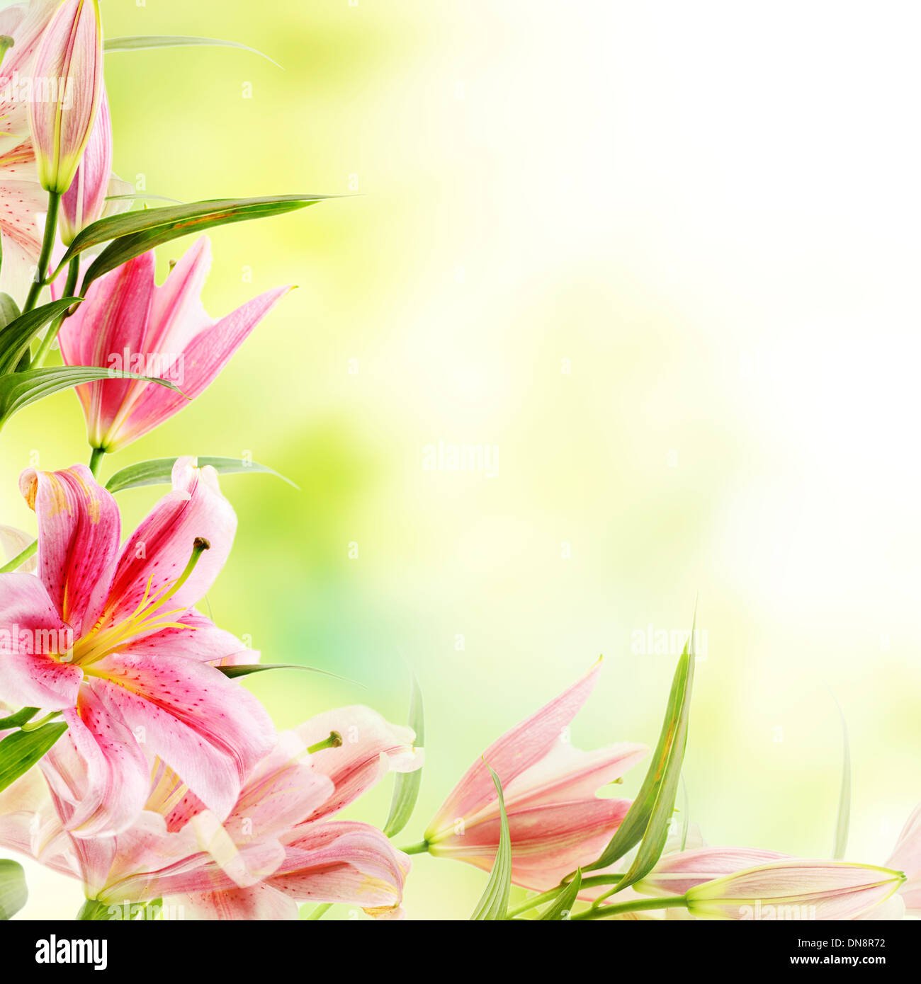 Pink lilies background Stock Photo Alamy