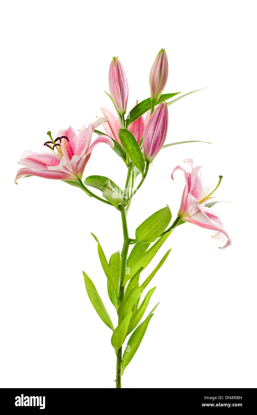 Lily white background Cut Out Stock Images & Pictures Alamy