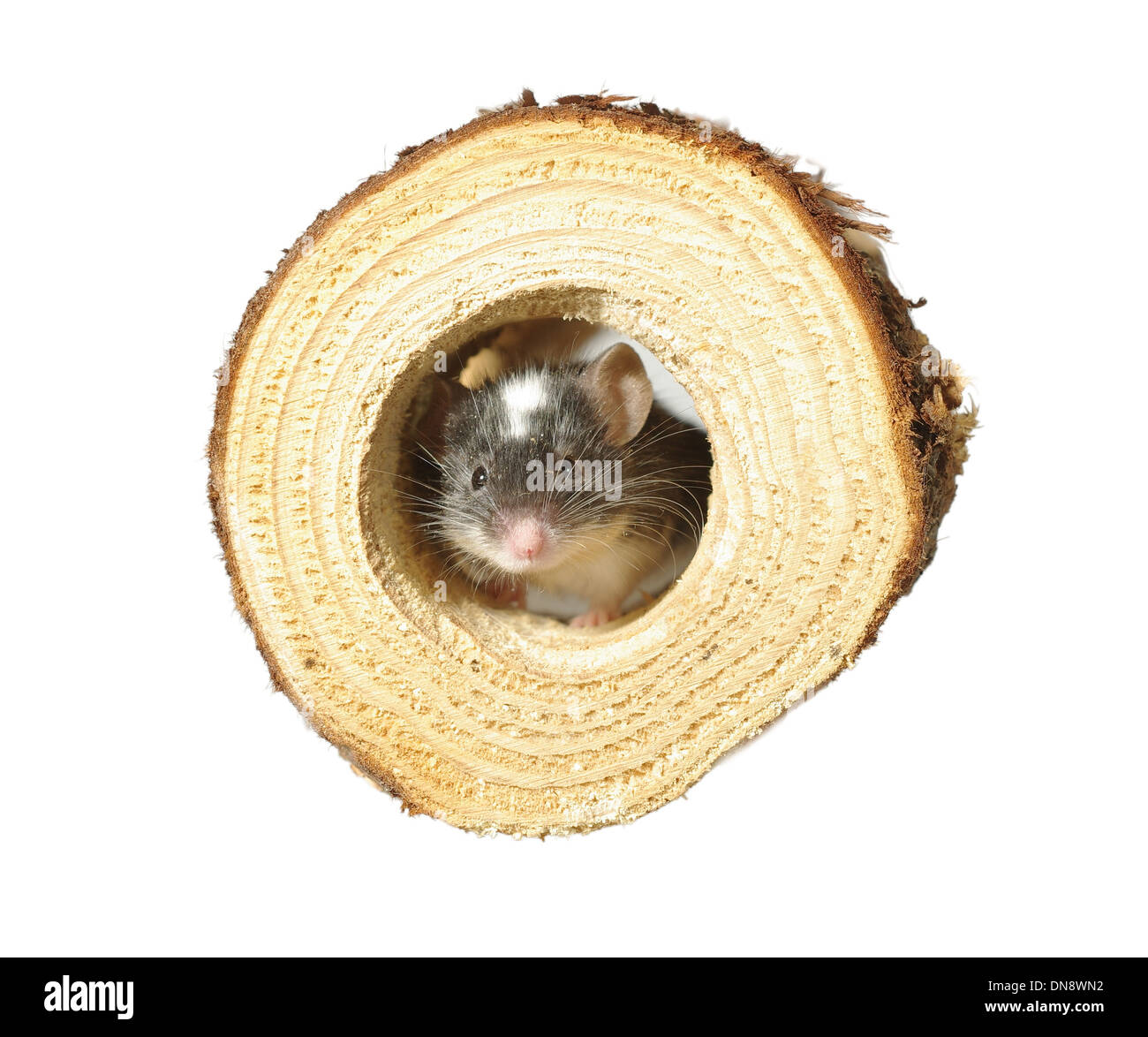 Mouse Tree Hole mouse in hole in wooden trunk Stock Photo - Alamy