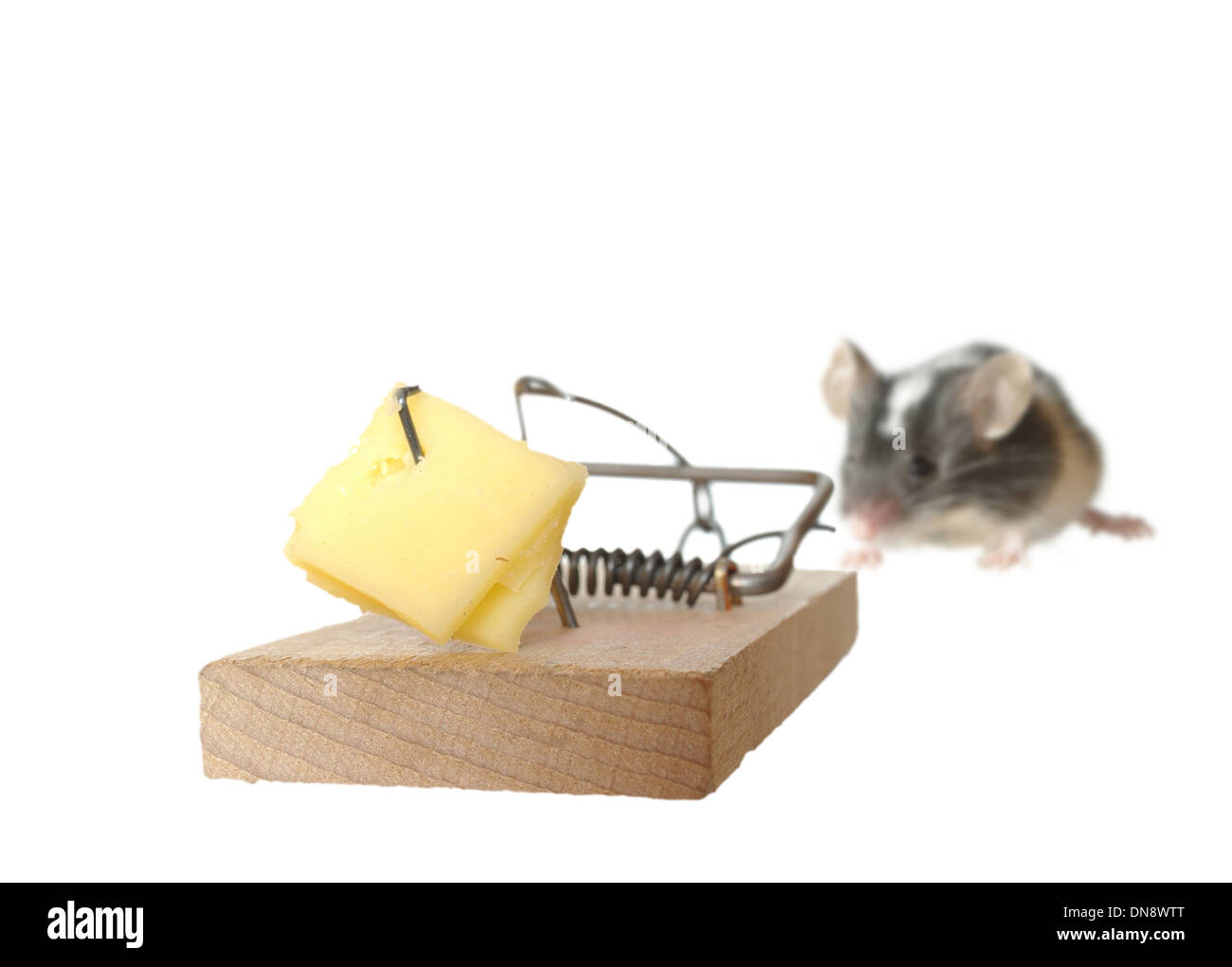 mouse and trap on white background Stock Photo