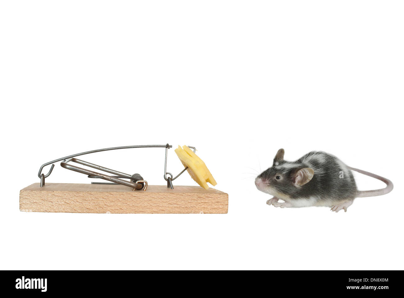 mouse and trap on white background Stock Photo