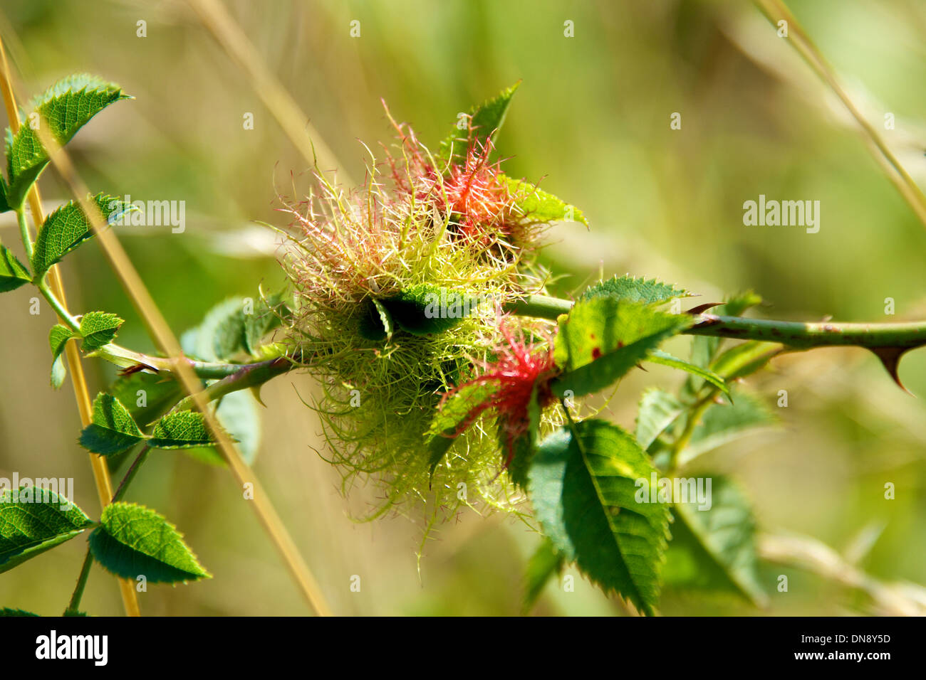 Rose gall wasp (Diplolepis rosae) on a wild rose on the North Downs at