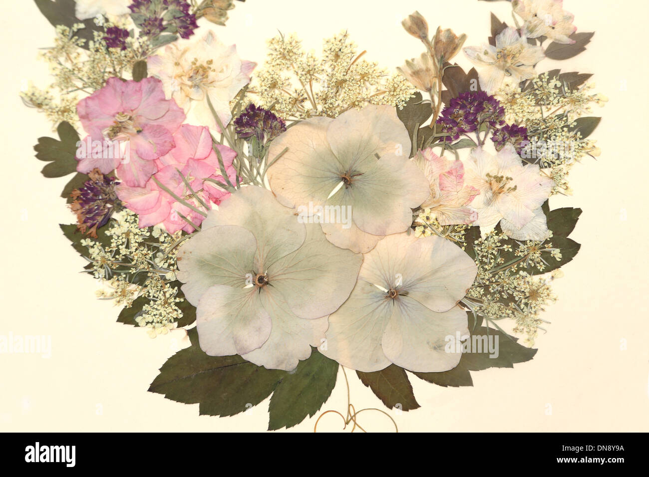 Dried Pressed Flowers In Frame Stock Photo Alamy