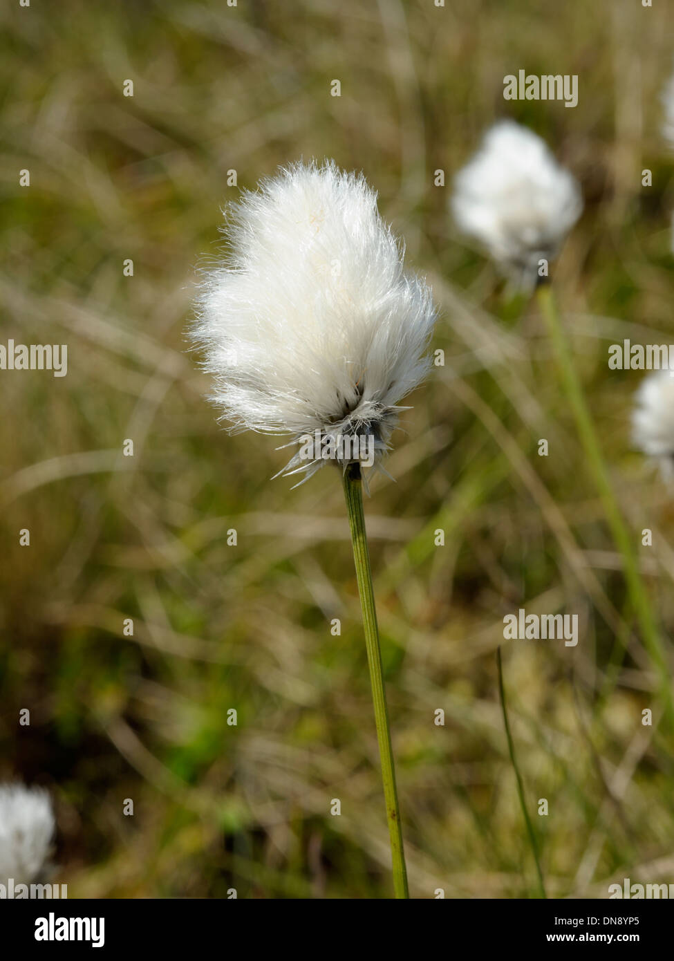 Hare's-tail Cottongrass, Eriophorum vaginatum Stock Photo