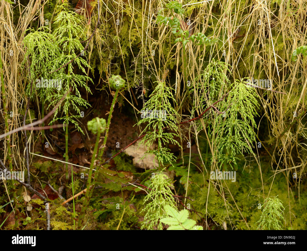 Wood Horsetail, Equisetum sylvaticum Stock Photo