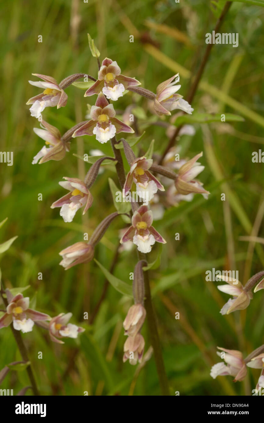Marsh Helleborine, Epipactis palustris Stock Photo