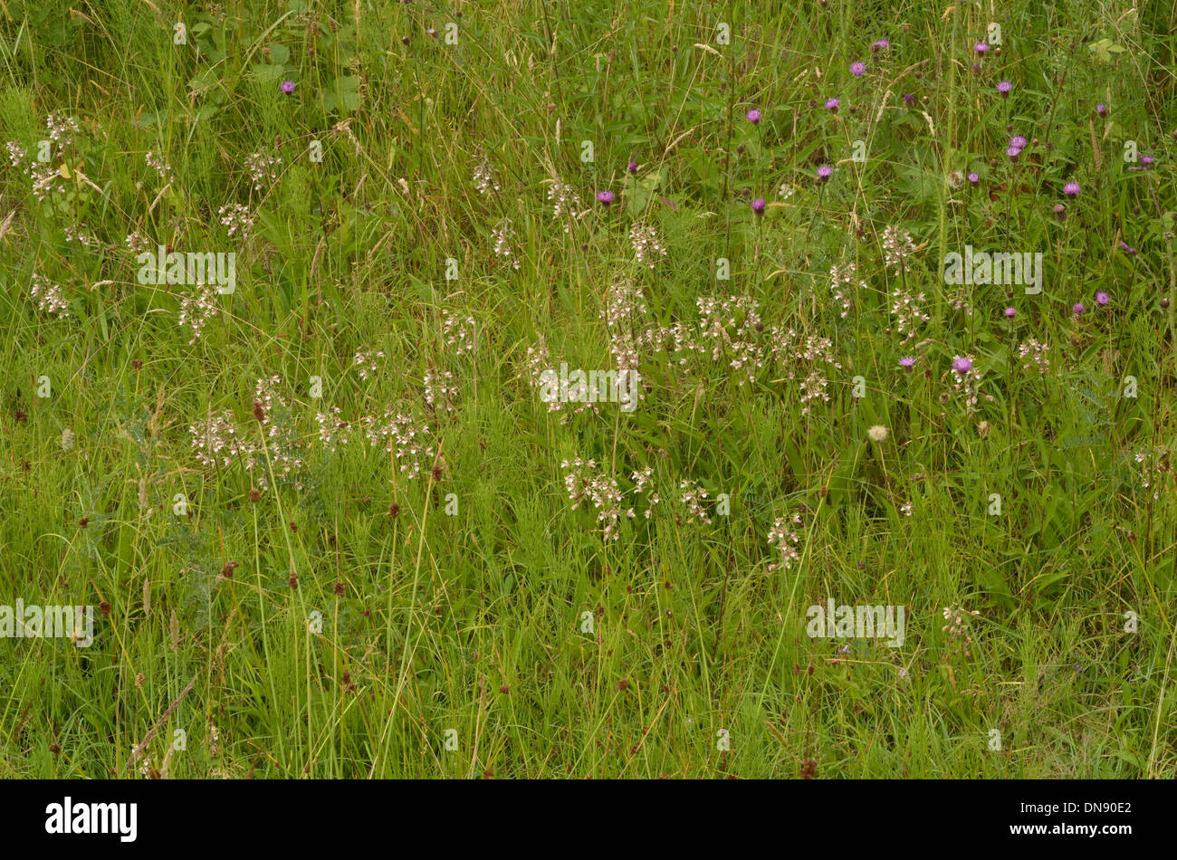Marsh Helleborine, Epipactis palustris, growing on a road verge Stock Photo