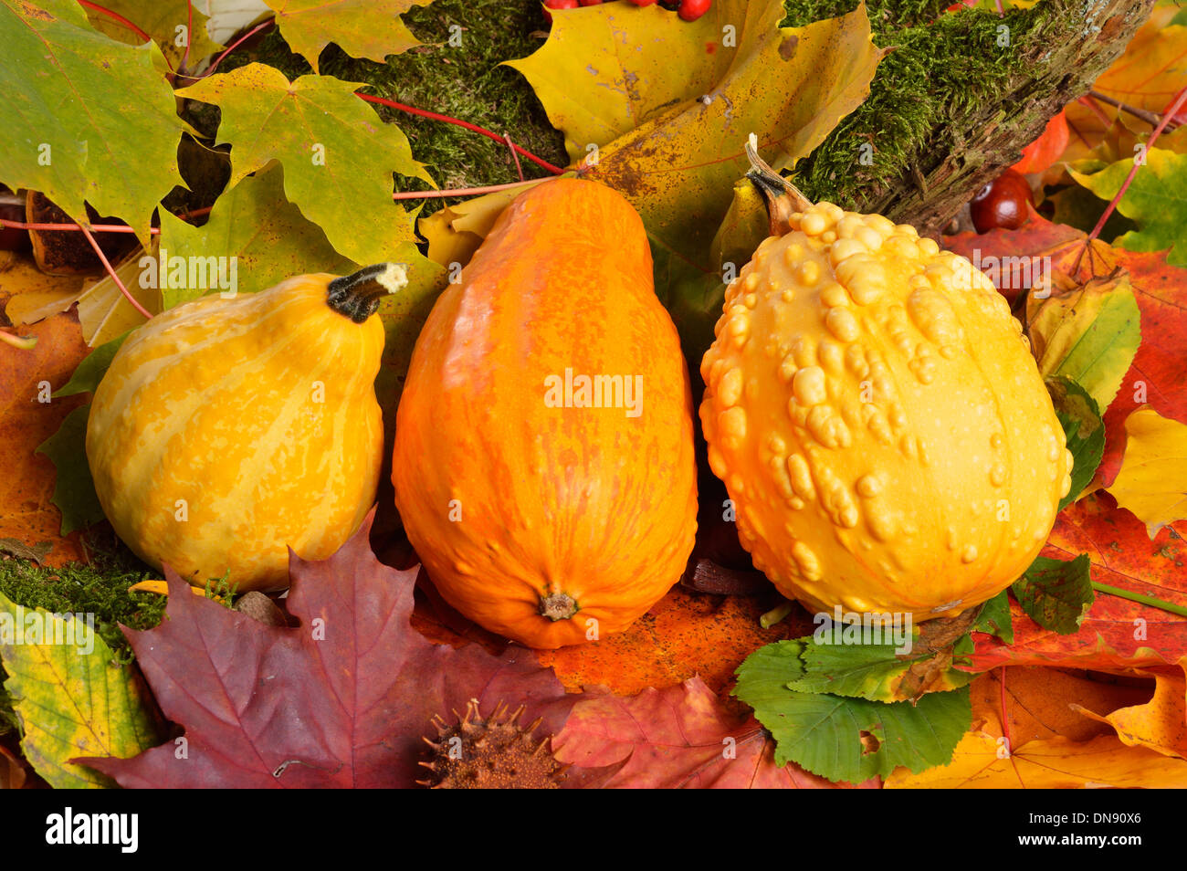 Vibrant pumpkin colors hi-res stock photography and images - Alamy