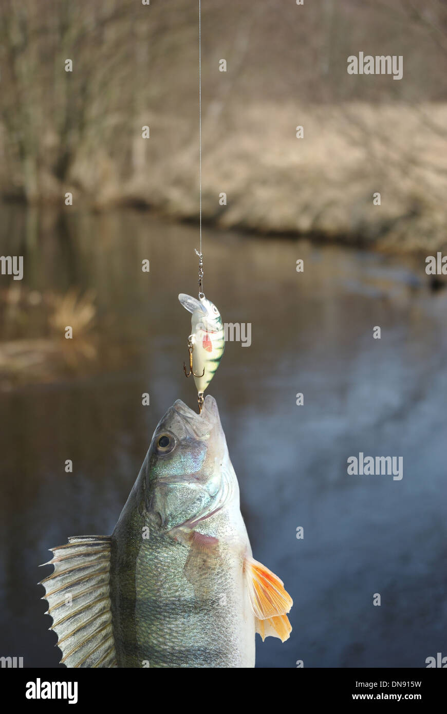 Salmon pike perch fish hi-res stock photography and images - Alamy