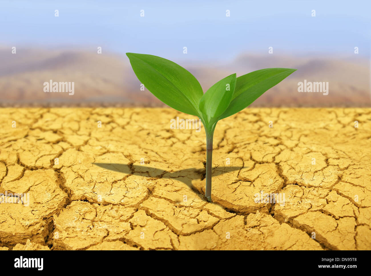 green plant on background of cracked soil Stock Photo