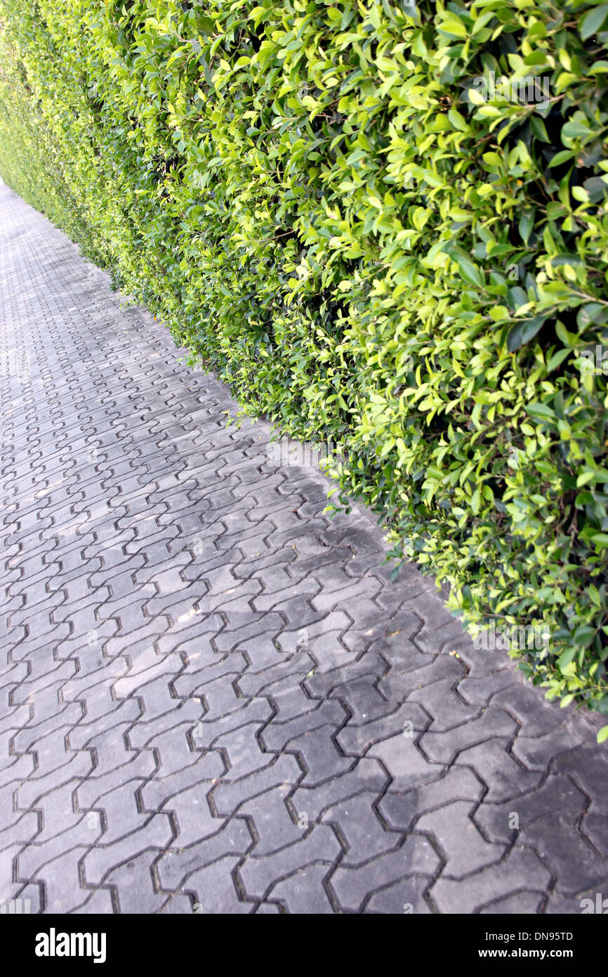 Sidewalks in park and tree wall. Stock Photo