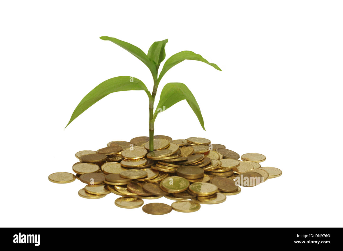 Gold coin plant hi-res stock photography and images - Alamy