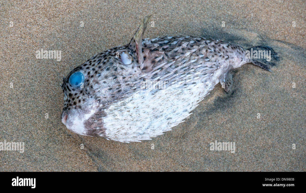 dying blowfish puffer fish with eye reflecting blue sky washed up on San Agustinillo Mexico beach by the receding tide Mexico Stock Photo