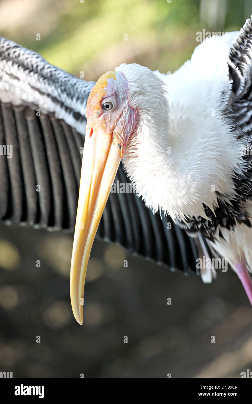 Side of the Stork's and Overlooking it long mouth. Stock Photo
