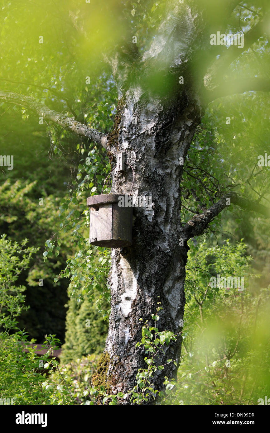 Bird house on tree trunk of birch Stock Photo
