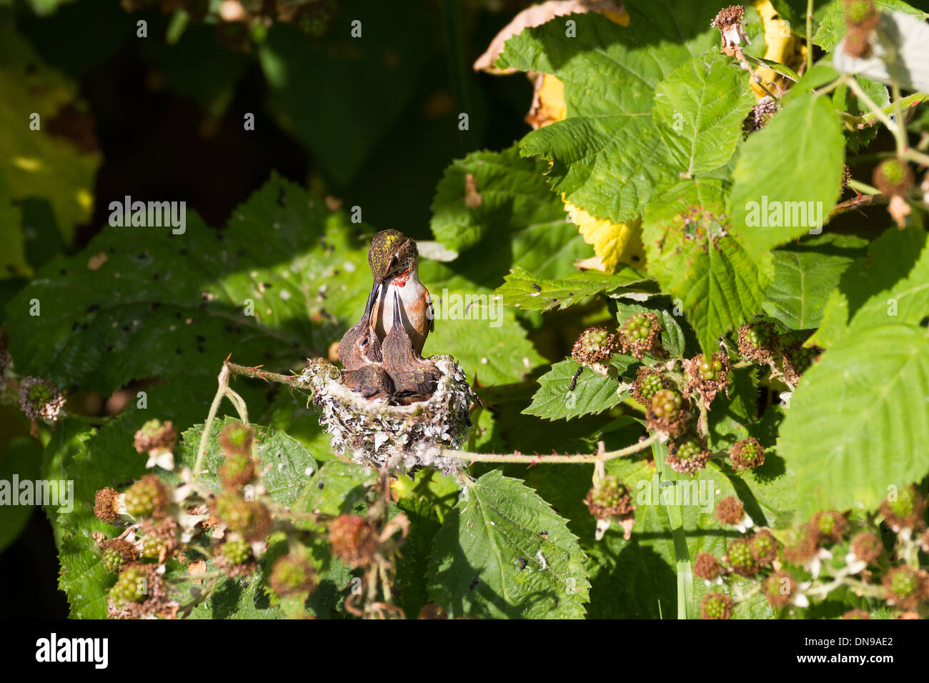 Nesting Rufous Hummingbird Young Rufous Hummingbird and nest Stock Photo - Alamy