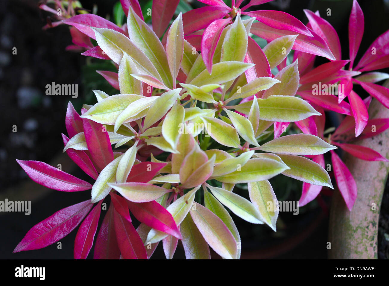 Pink and  Green Spring Leaves Stock Photo