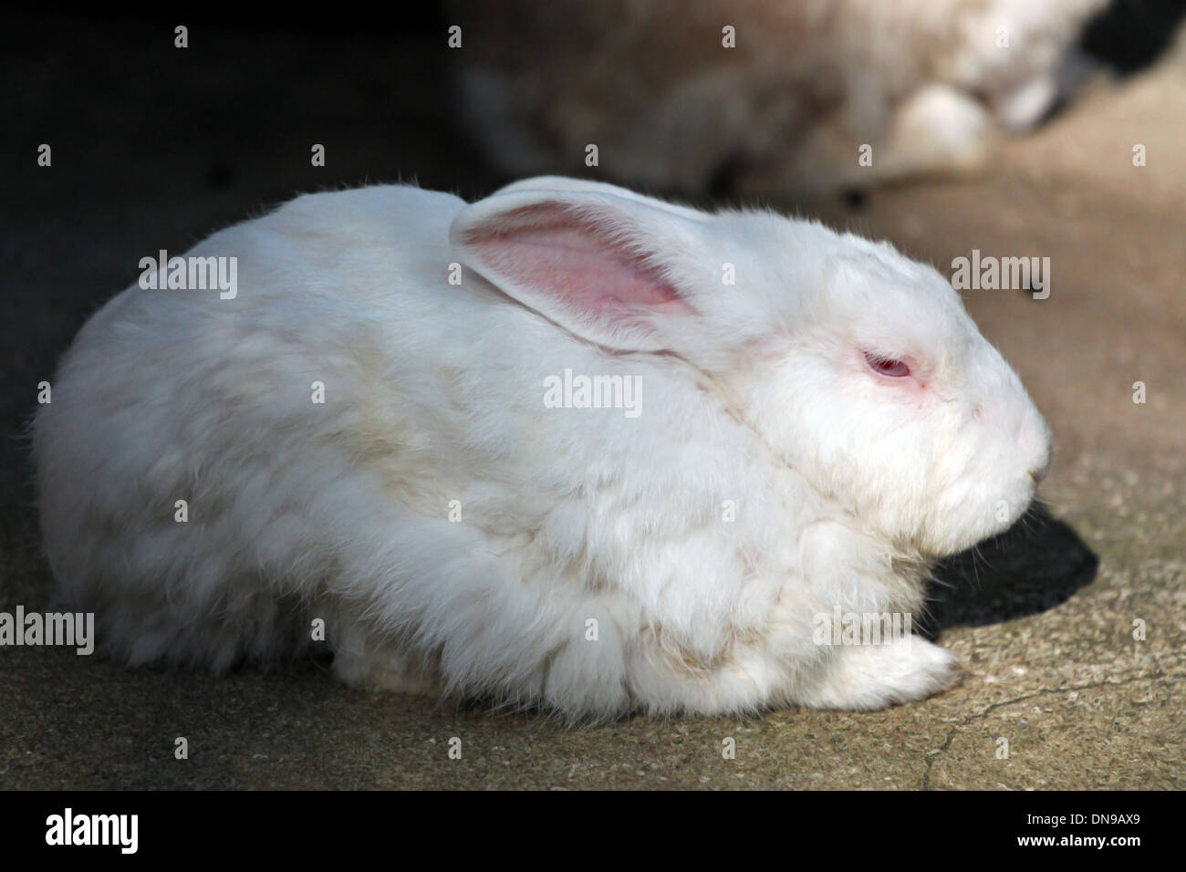 Beautiful fluffy red bunny lies on dollars with closed eyes, isolated on  white background Stock Photo