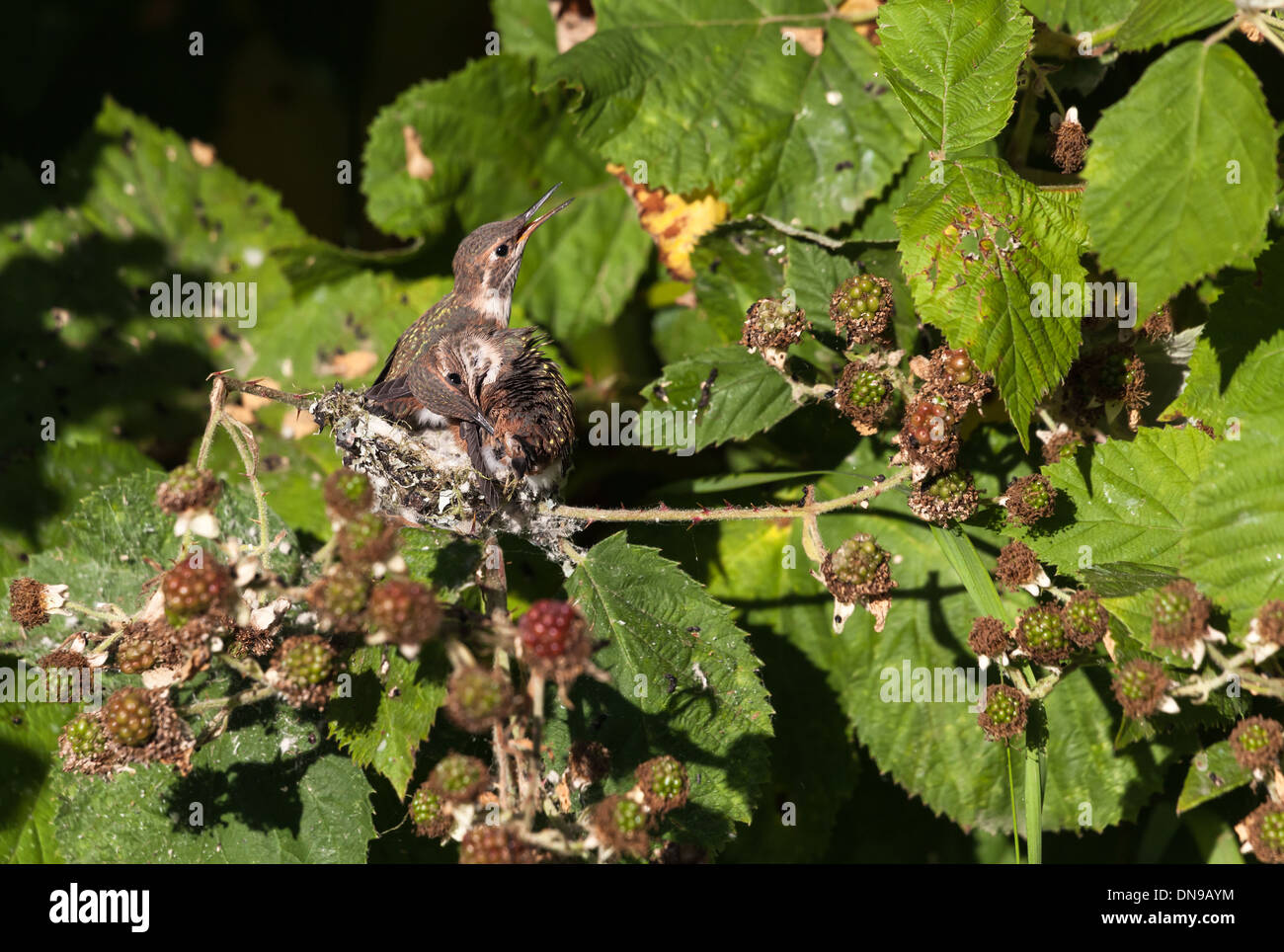 Nesting Rufous Hummingbird Young Rufous Hummingbird and nest Stock Photo - Alamy