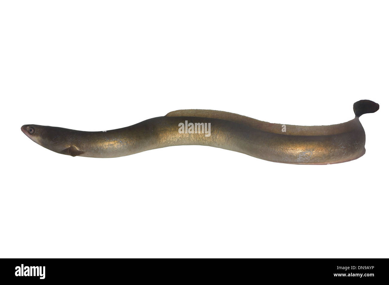 Long Eel On White Background Stock Photo Alamy Long eel on white background stock photo alamy