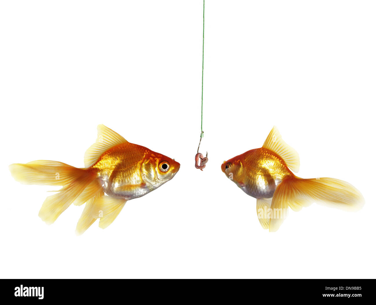 Fish Goldfish Hook Worm Stock Photos - Free & Royalty-Free Stock