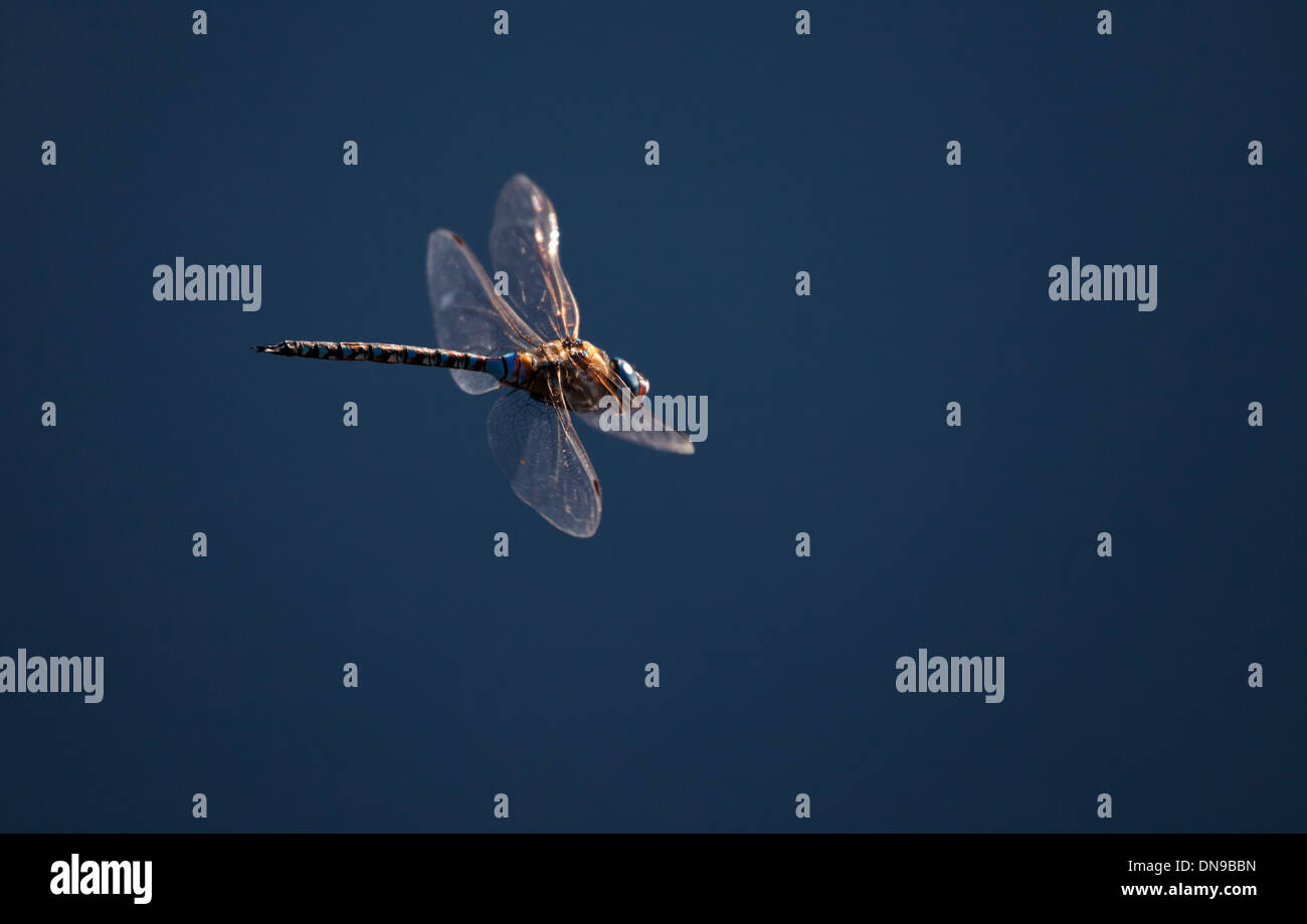 Dragonfly and blue sky Stock Photo