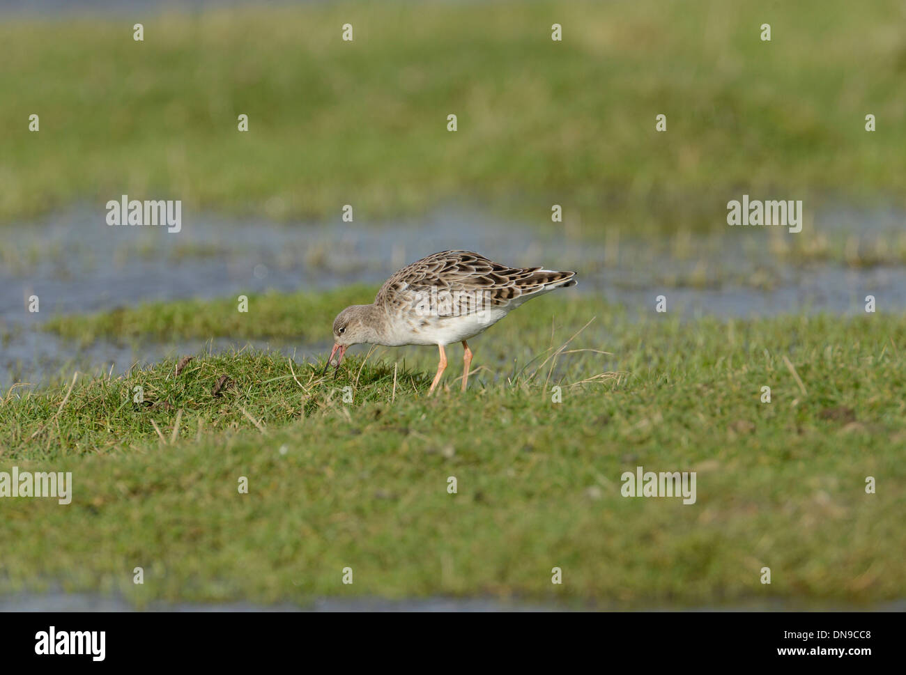 Ruff (Philomachus pugnax) foraging in flooded pasture. The bird has caught a snail and is trying to crack the shell. Stock Photo