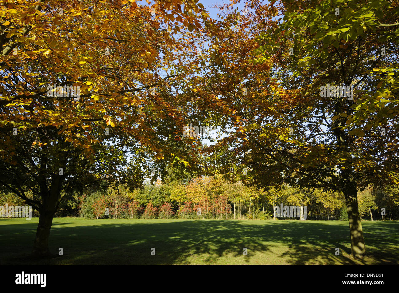 Sundridge Park Golf Club - View with colourful Autumn Trees between 16th and 17th Holes on the East Course Bromley Kent England Stock Photo