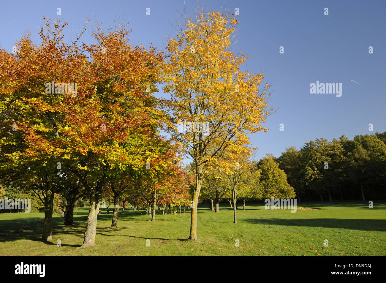 Sundridge Park Golf Club - View down Fairway of 16th Hole on the East Course with Bunker and with colourful Autumn Trees Stock Photo