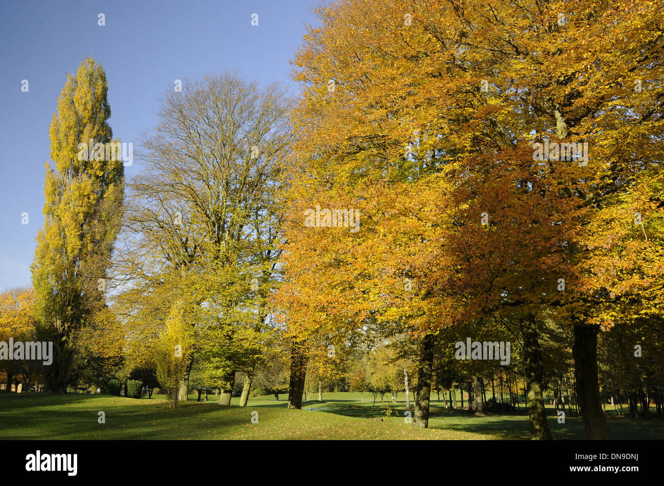 Sundridge Park Golf Club - View down Fairway of 1st Hole on the East Course with colourful Autumn Trees Bromley Kent England Stock Photo