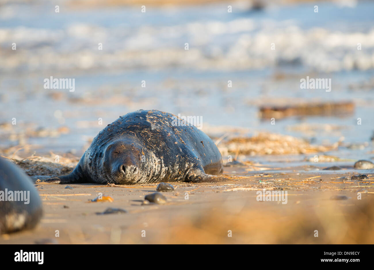 Grey seal with debris on it Stock Photo