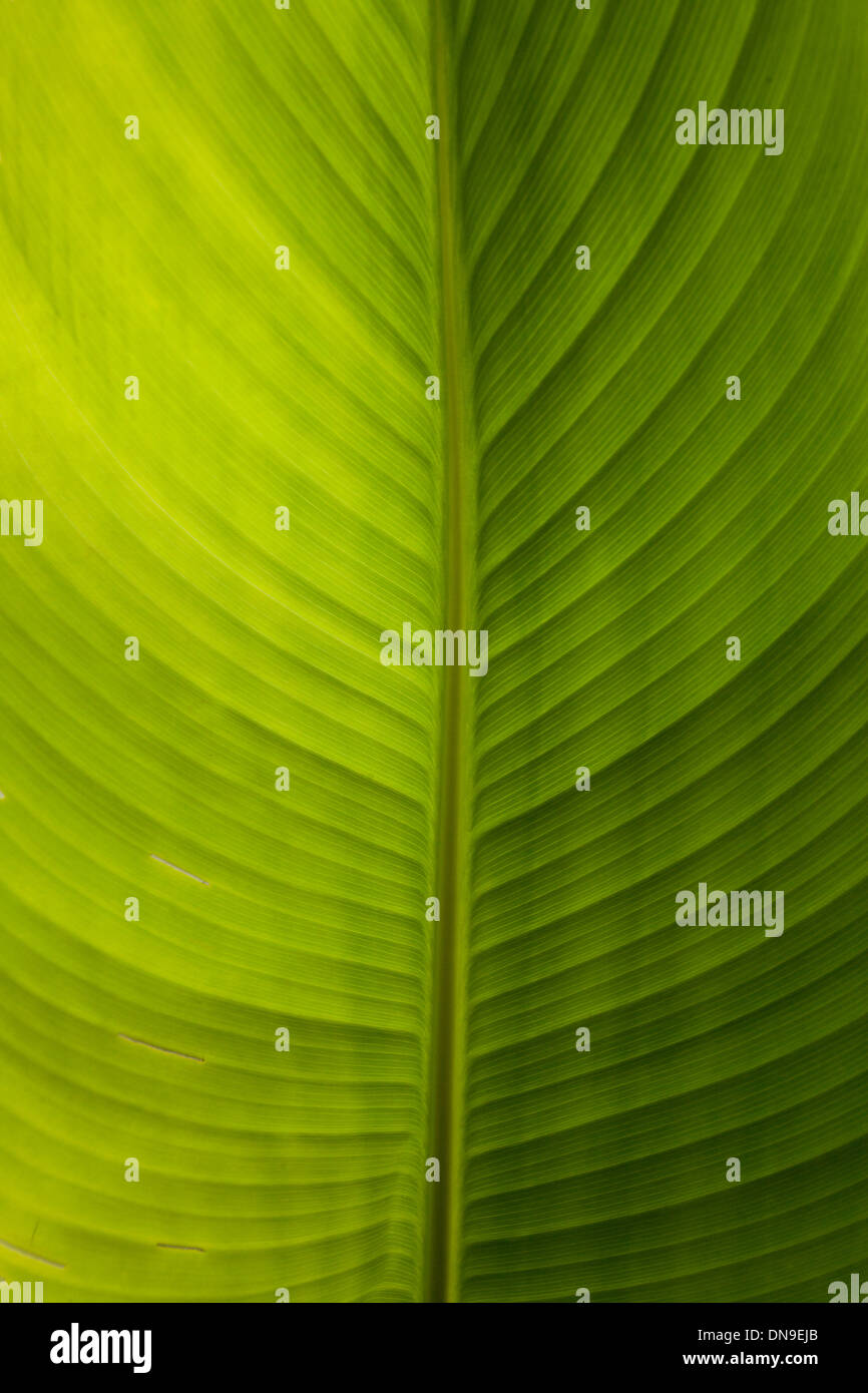 Close up shot of a Banana Palm leaf Stock Photo