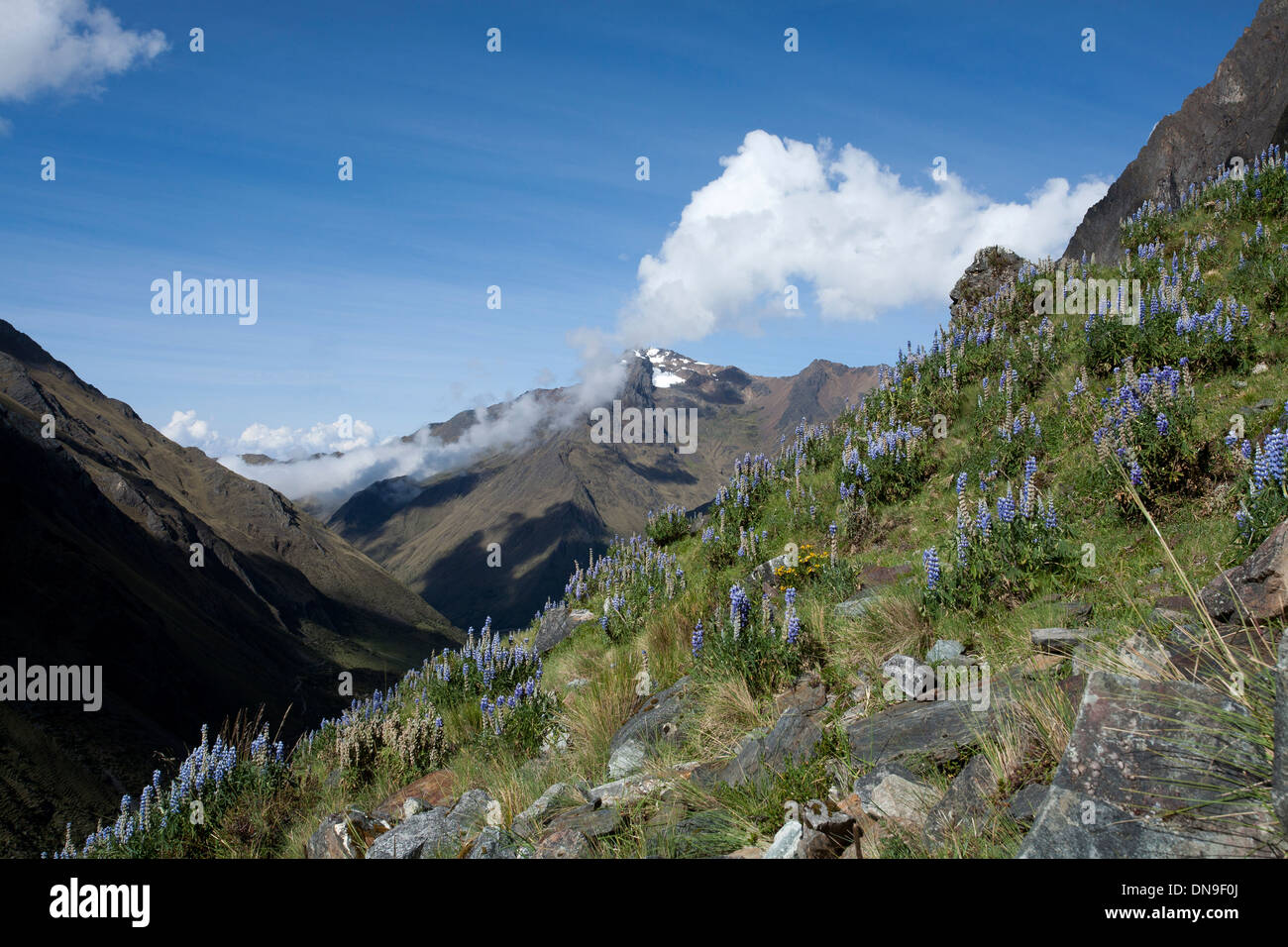 A mountainside covered in lupins in the Peruvian Andes, on the Salkantay trek Stock Photo
