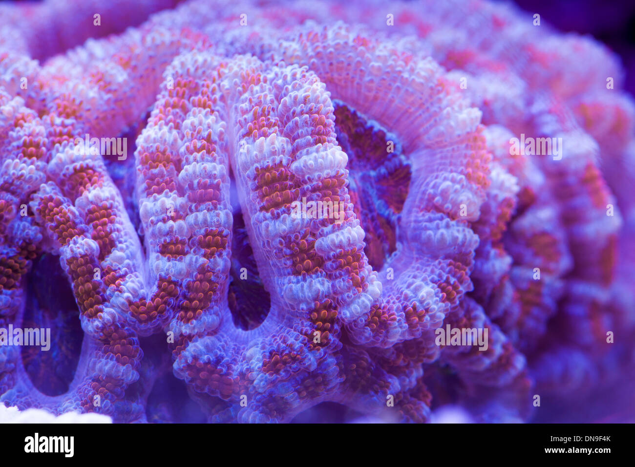 Acan brain coral Stock Photo