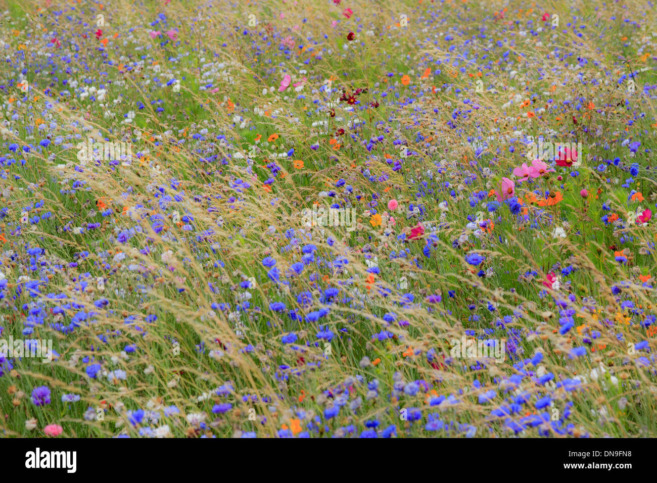 Flower meadow in France, Indre (36) with cornflower (Centaurea cyanus), garden cosmos (Cosmos bipinnatus), Sulfur Cosmos... Stock Photo