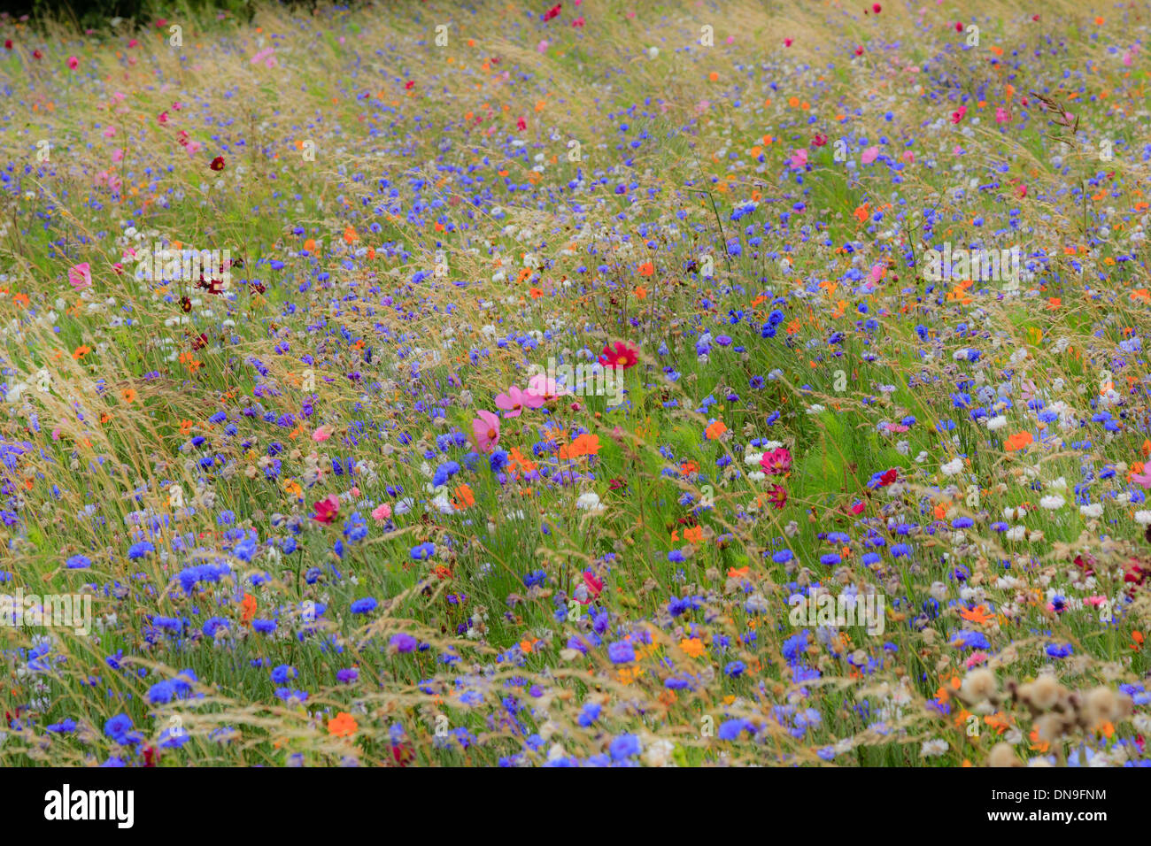 Flower meadow in France, Indre (36) with cornflower (Centaurea cyanus), garden cosmos (Cosmos bipinnatus), Sulfur Cosmos... Stock Photo