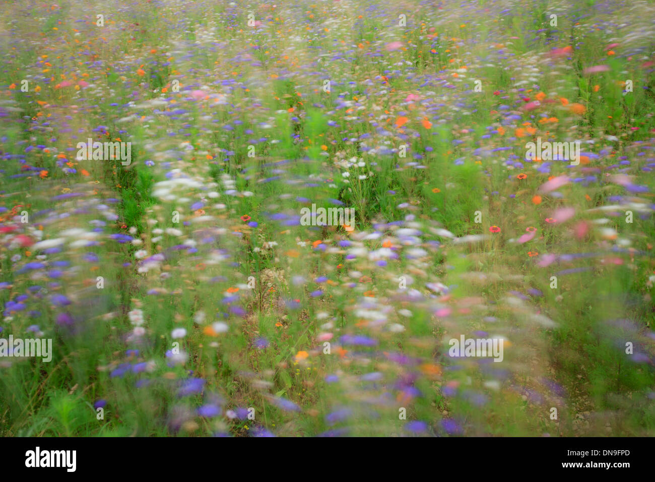 Flower meadow in France, Indre (36) shaken by the wind in long exposures with cornflower, garden cosmos, Sulfur Cosmos... Stock Photo