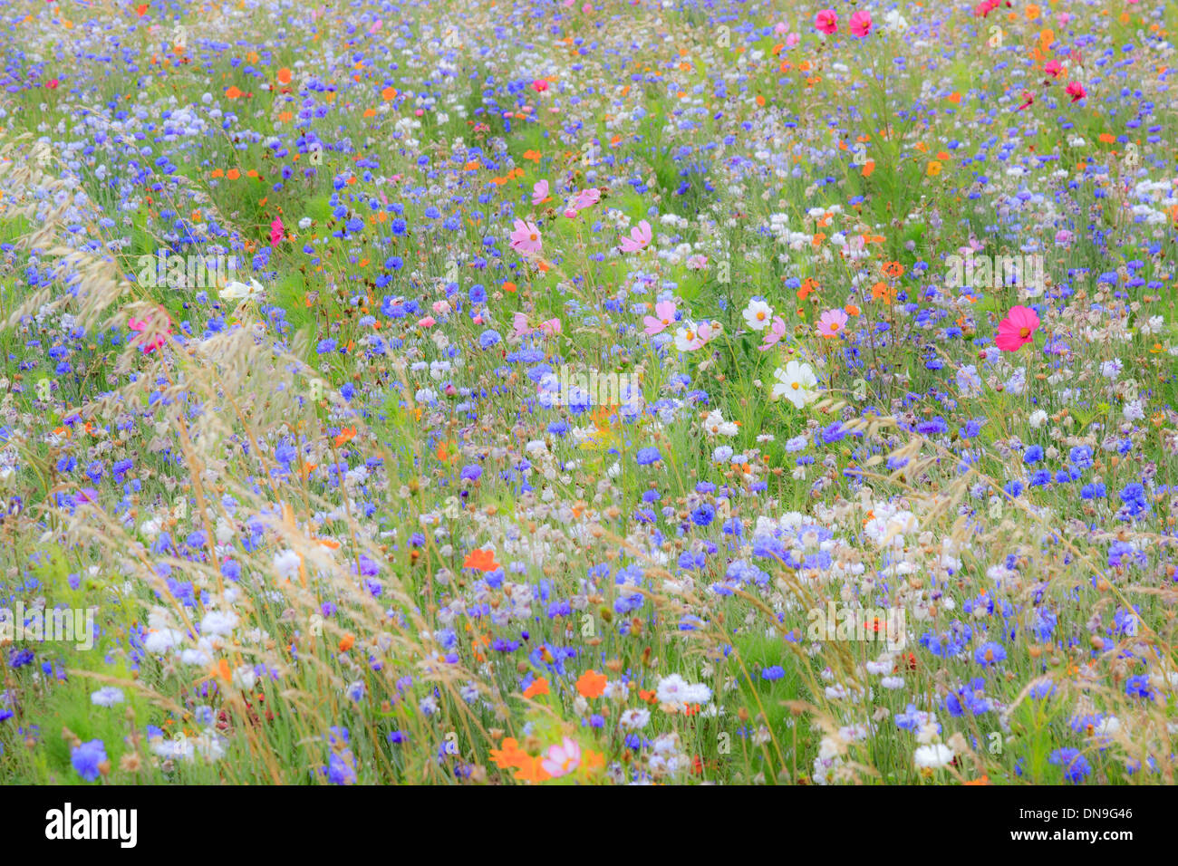 Flower meadow in France, Indre (36) with cornflower (Centaurea cyanus), garden cosmos (Cosmos bipinnatus), Sulfur Cosmos... Stock Photo