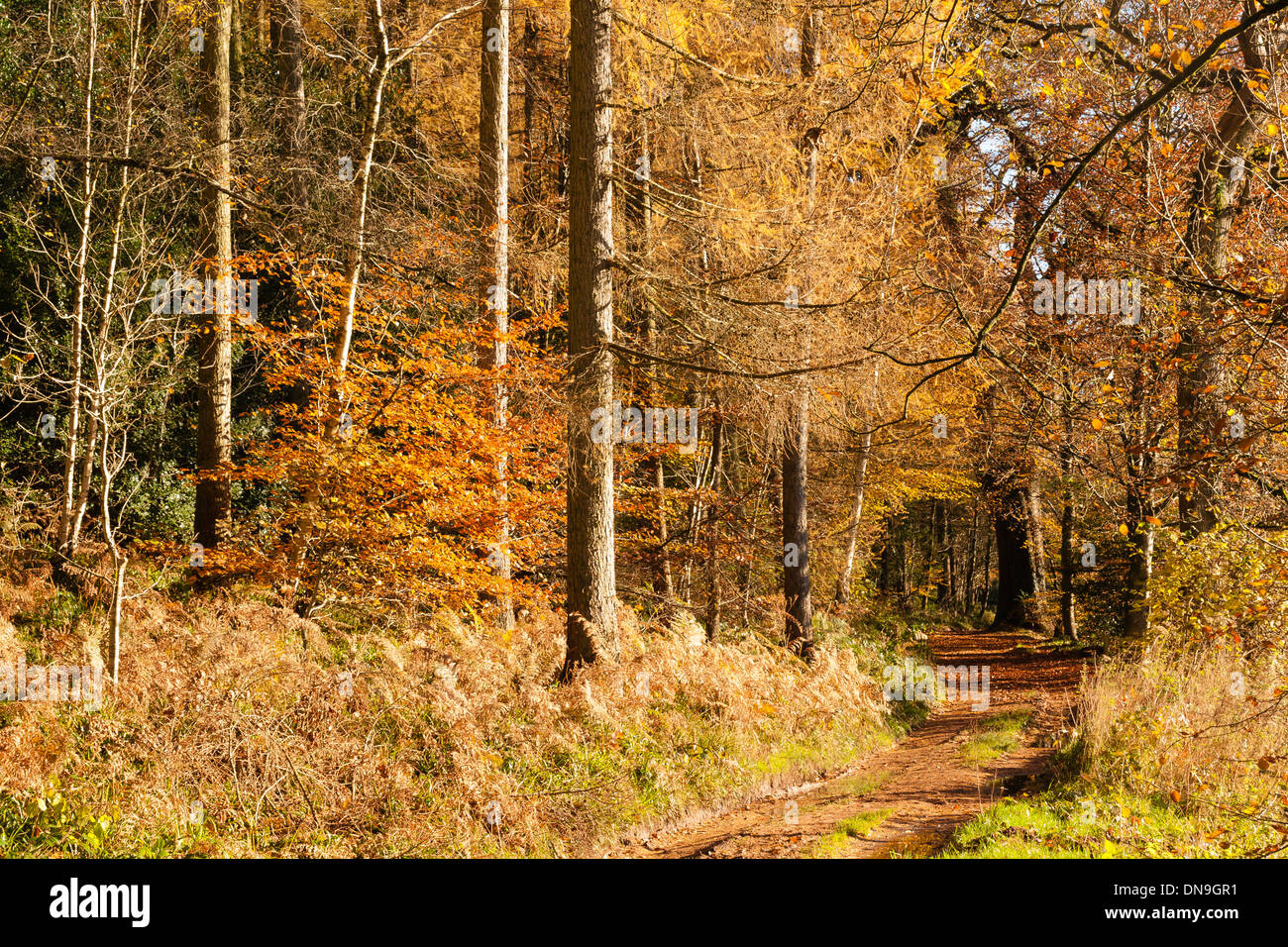 Autumn colours, riverside walk, November 2103 Stock Photo