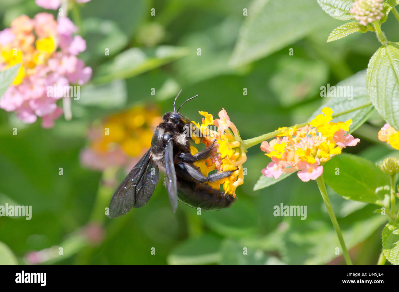 A Carpenter bee collecting pollen from a flower Xylocopa Stock Photo Alamy