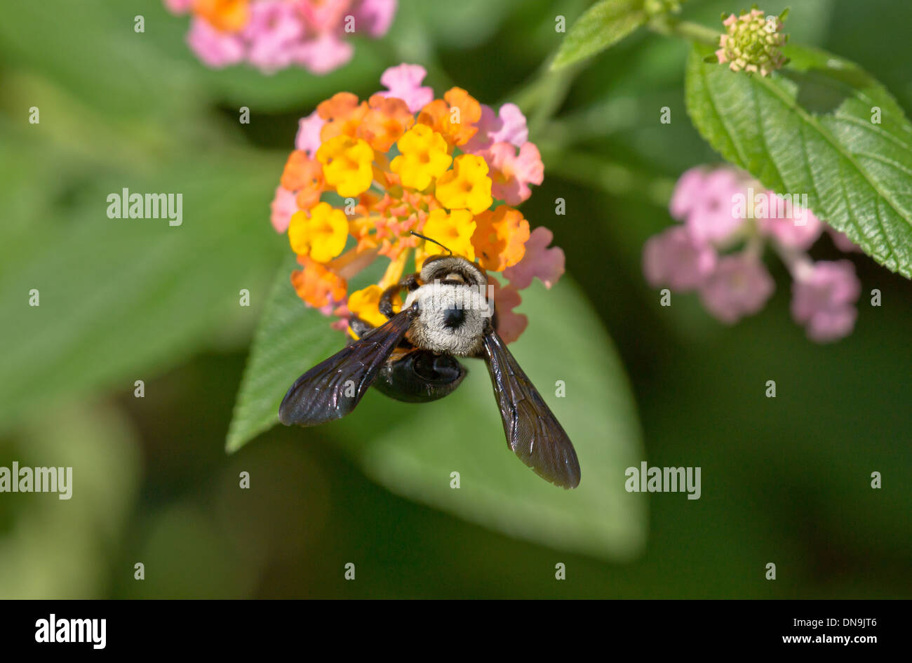 A Carpenter bee collecting pollen from a flower Xylocopa Stock Photo Alamy