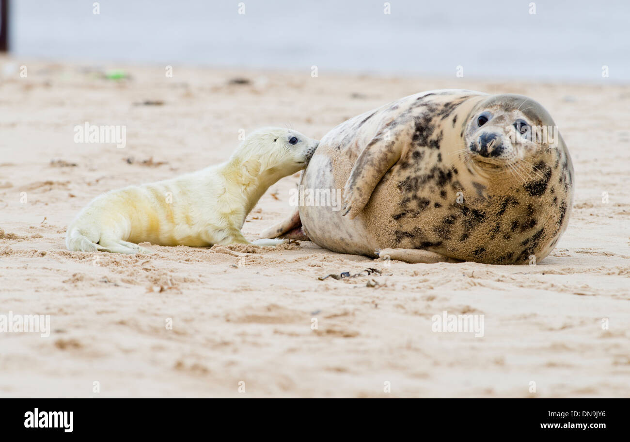 Grey seal pup weaning from its mum Stock Photo