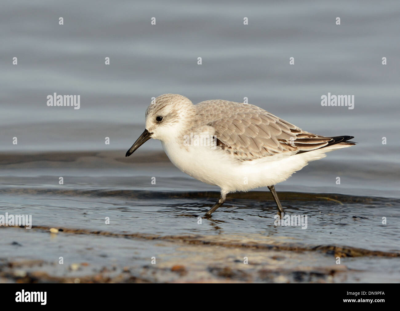 Sanderling in the sea at Titchwell in Norfolk Stock Photo