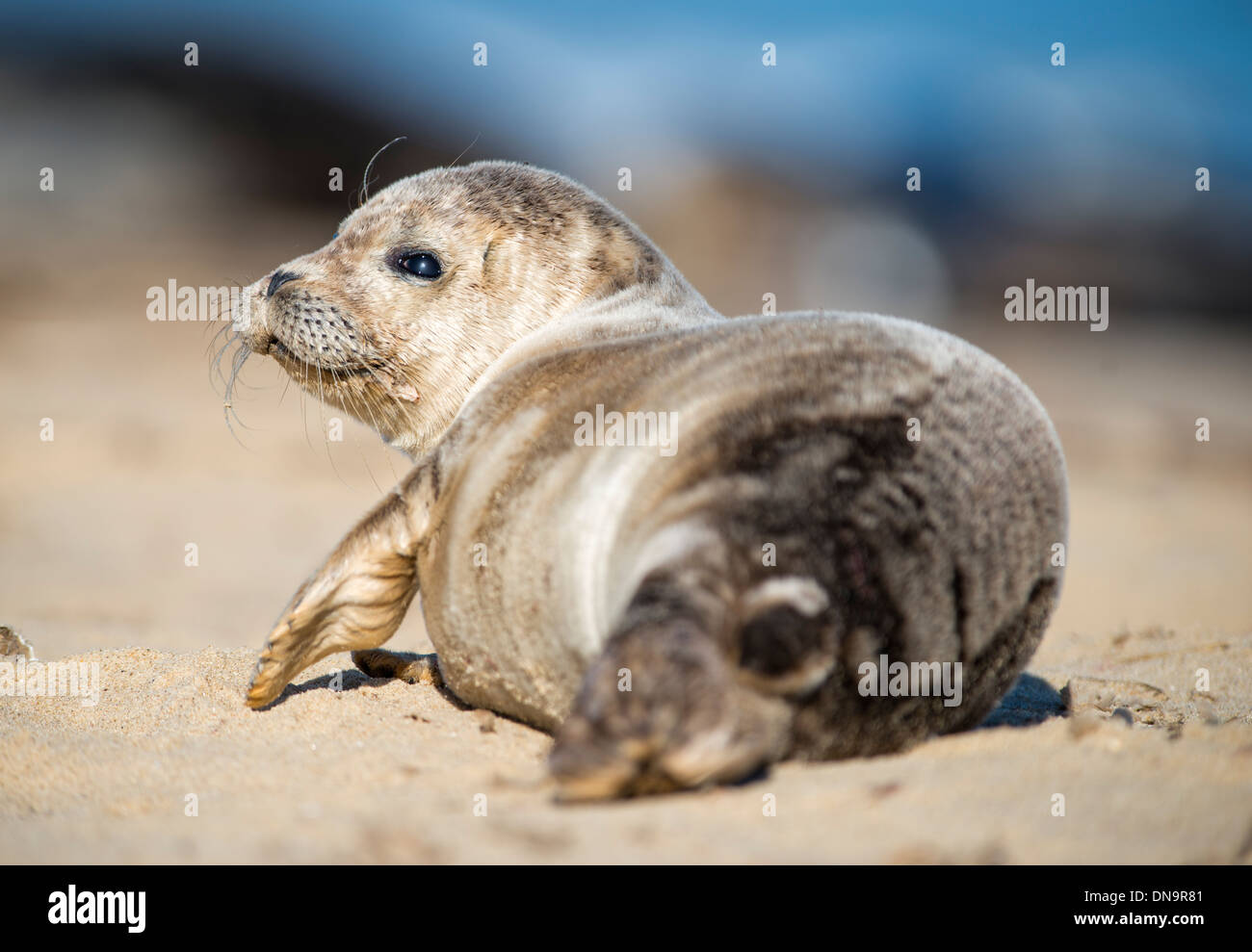 Common seal lying on the beach Stock Photo - Alamy