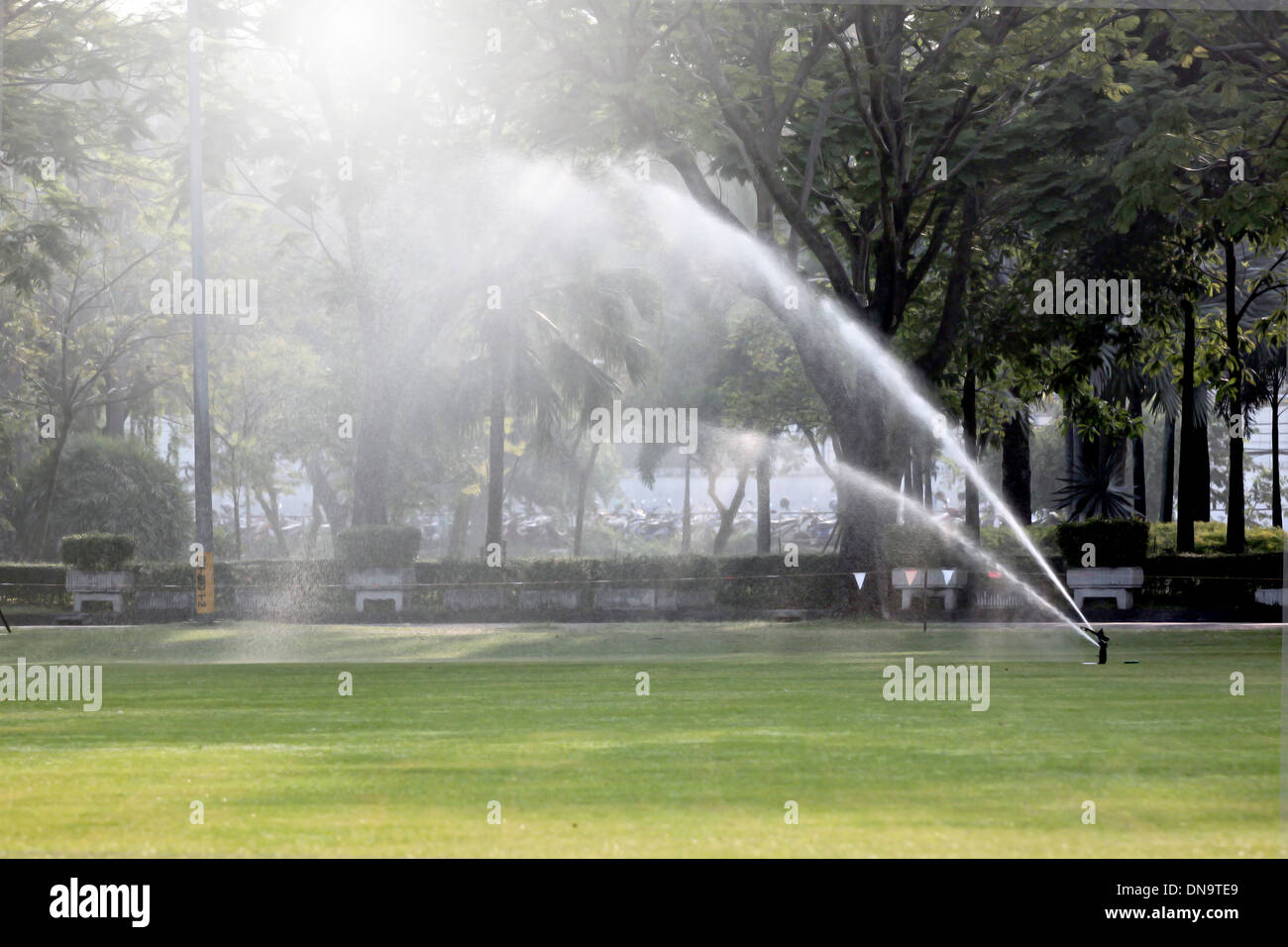 Summer tree park park lawn hi-res stock photography and images - Alamy