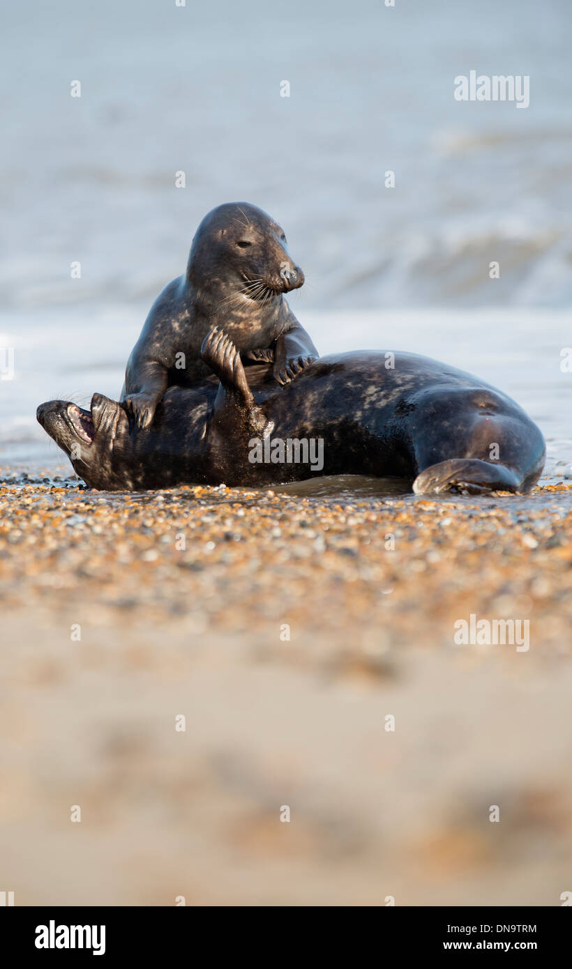 Grey seals playing on the shore Stock Photo