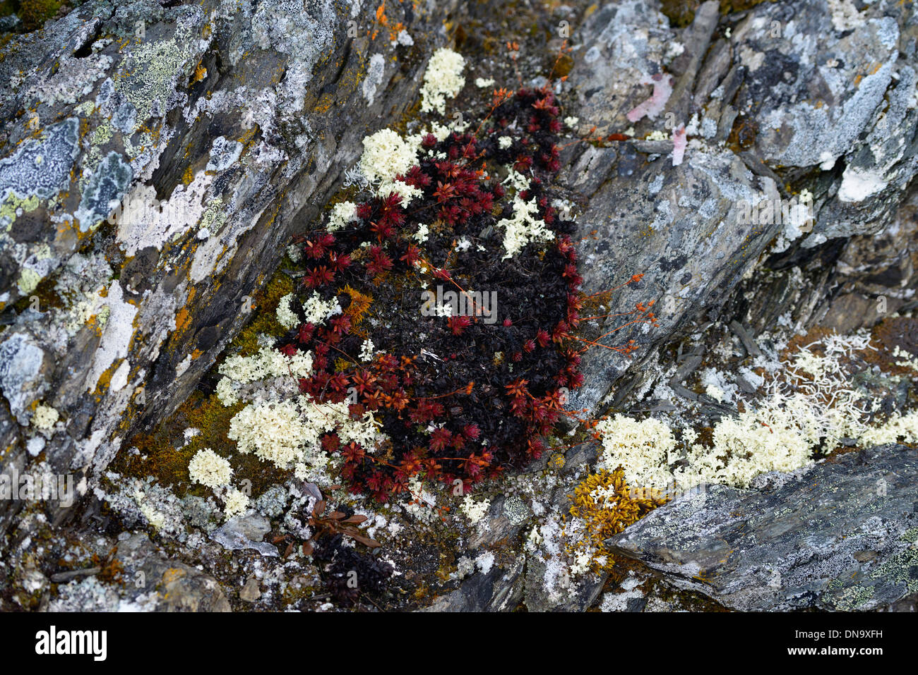 Lichen and moss clinging to rocks of the Endicott Mountains Brooks Range near Wiseman Alaska USA Stock Photo